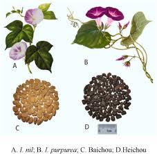 Image result for Ipomoea marginata