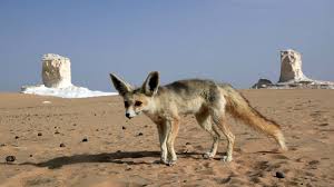 Adorable fennec fox can't stop chasing bubbles - ABC7 San Francisco