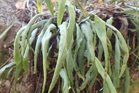 Image result for Pleopeltis macrocarpa