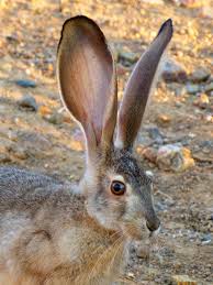 6 Jack Rabbit 31 Jpg 1350 1800 Jack Rabbit Rabbit Animals