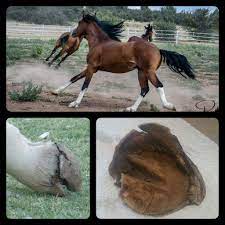 Diamond S Success Story Salt River Wild Horse Management Group