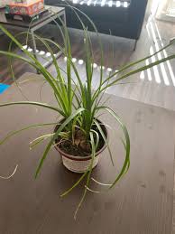 Check spelling or type a new query. Red Ponytail Palm Plants Green Thumb Green