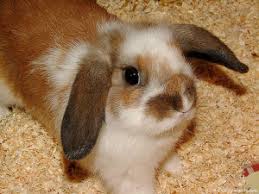 Lapin Nain Belier Caracteristiques Achat Conseils Lapins Info