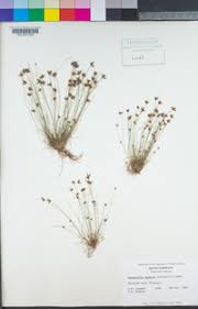 Image result for Bulbostylis densa