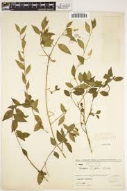 Image result for Polygala usafuensis