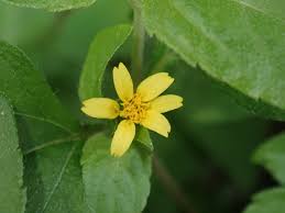 Image result for Calyptocarpus vialis