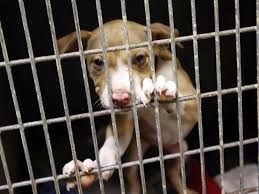 We help pets find loving homes, and encourage respect and awareness for the rights of companion animals. Sapulpa Animal Shelter Plans Adoption Event Saturday To Avoid Sad Reality Of Euthanasia Local News Tulsaworld Com