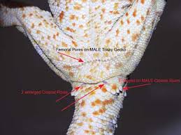 Tokay Gecko Care