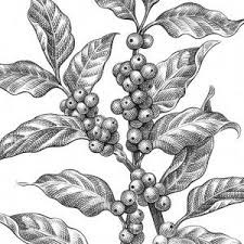 Coffee Plant Keithwitmer Com Coffee Plant Botanical Art Art