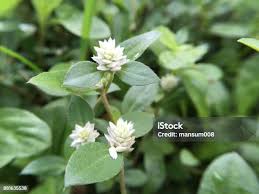 Image result for Gomphrena celosioides