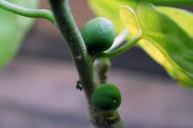 Image result for Pyrenacantha kirkii