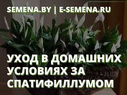 правильный уход комнатные цветы фото и названия и уход за ними Uhod V Domashnih Usloviyah Za Spatifillumom Zhenskim Schastem Kakaya Zhenshina Ne Mechtaet O Zhenskom Schaste U Muzhchin Est Rasteniya Gorodskie Kvartiry Cvetenie