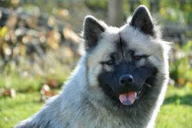 The southern eurasier association is a breed club for eurasiers in the uk. Eurasier Dog Breed Information 11 Facts To Know Your Dog Advisor