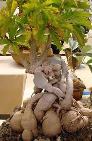 Image result for Cyphostemma congestum