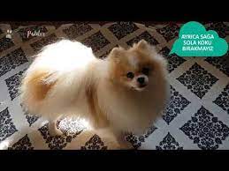 evdeki kopeklerimizin nesesi evde kopek beslemek pomeranian boo youtube kopek evcil hayvanlar ev kopekleri