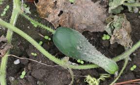 Image result for mildew on cucumbers