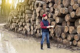In fact, many media buyer jobs require experience in a role such as assistant media buyer. Timber Buyer Salary How To Become Job Description Best Schools