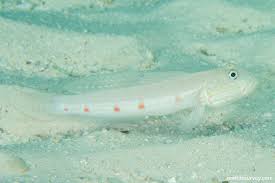 Image result for Tinnea galpinii