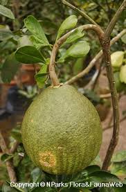 Image result for Citrus maxima