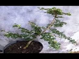 Kampung babakan jati no.81, rt.5/rw.3, pancawati, kec.klari, kab. Cara Tanam Kawista Batu Dari Tunas Akar Dan Hasil Cangkokan Youtube