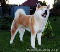 Satilik Japon Akita Inu Yavrulari 1951647 Alalimsatalim Com