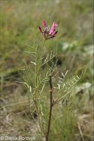 Image result for Astragalus