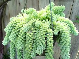 Burro's tail is spreading over our lives more and more everyday. Sedum Burrito Baby Burro S Tail World Of Succulents