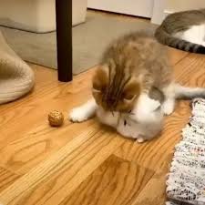 Kucing jadi vampir cina :d. Pin On Gatos