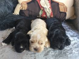 Puppies are the 'children' of the dog. American Cocker Spaniel Puppies For Sale Erie Pa 212118