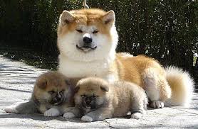 akita mother pups hund bester freund bichon hund susse tiere
