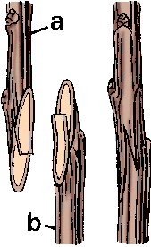 نتیجه جستجوی لغت [graft] در گوگل