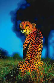 Cheetah Animals Wild Animals Beautiful Wild Cats