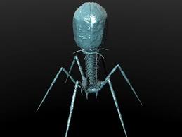 Lightwave Bacteriophage Phage 3d Model Model