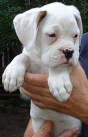 Sweet White Boxer Baby Pets Perros Boxer Perros Mascotas Tiernas