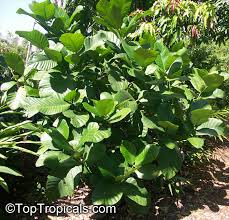 Image result for Tabernaemontana crassa