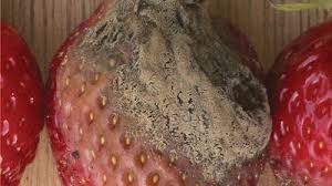 Image result for Botrytis cinerea