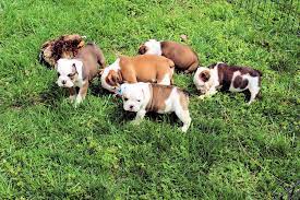They are fine examples of the bulldog breed. Sugar Plum Bulldogs Home Of The Smaller Akc English Bulldogs Puppies