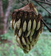 Timeline Photos Go Ahead Bug Me Bugs And Insects Wasp Nest Beautiful Bugs