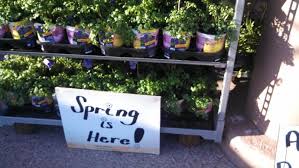 With their bright, vibrant colors, annual flowers stay healthier. Another Reason I Don T Buy Plants At Home Depot Gardeninacity