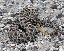 Dusky Pygmy Rattlesnake Rattlesnake Animals Bugs Reptiles And Amphibians