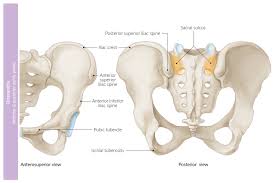 Collectively, the muscles in this area plantarflex and invert the foot. Pelvic And Sacral Osteopathy Knowledge Amboss