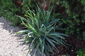 Image result for Beschorneria sp. (Biegel 5357)