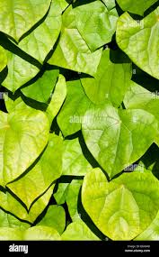 Image result for Menispermaceae