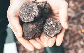 Quelle option vous donnera le plus de. Vrais Ou Faux Produits Du Terroir Les Truffes Truffe Noir Et Truffe Blanche