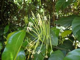 Image result for Oxyanthus latifolius