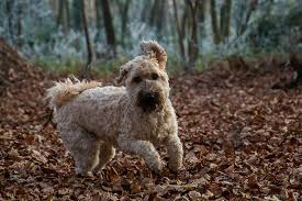 Maybe you would like to learn more about one of these? Hd Wallpaper Untitled Dog Jump Play Autumn Leaves Irish Soft Coated Wheaten Terrier Wallpaper Flare