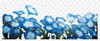 Maybe you would like to learn more about one of these? 78 Images About Baby Blue Eye Flower Png Transparent Png 1000x440 1223581 Pngfind
