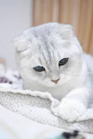 Pin By Purrcraze Com On Kitty In 2020 Scottish Fold Kittens Cat Scottish Fold Scottish Fold