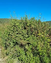 Image result for Hibiscus ludwigii