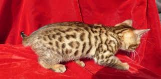 Sep 24, 18:45 negeri sembilan. Bengal Kitten For Sale Indiana